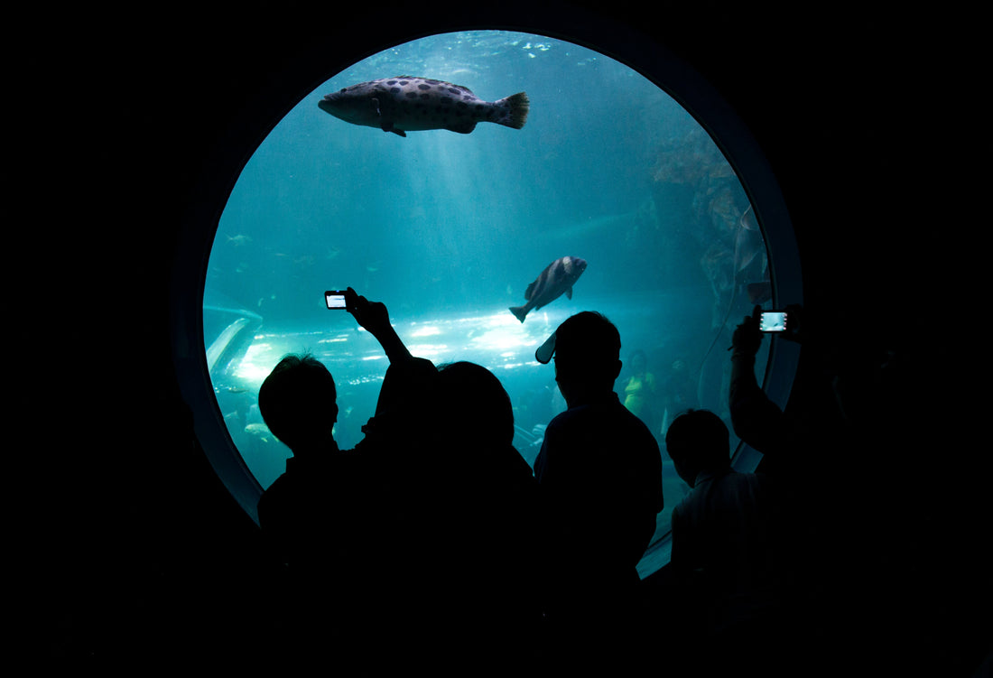 The Most Spectacular Aquariums You Need to See